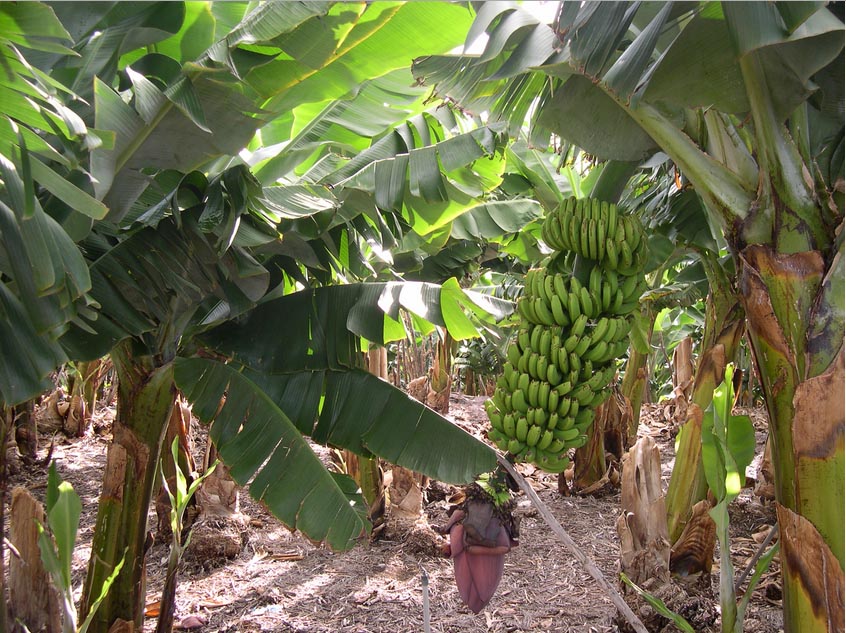 banana trees